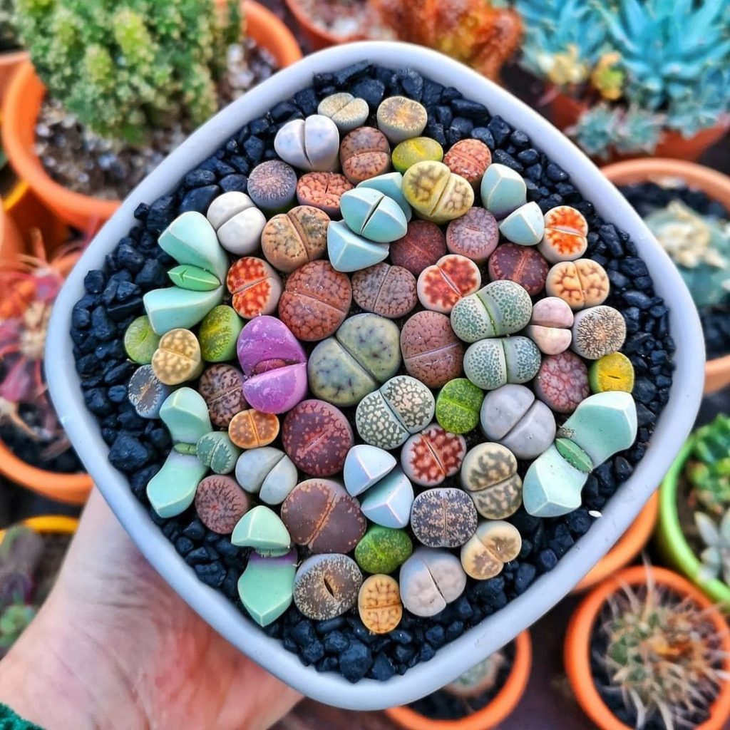 lithops |:  15 hermosas suculentas que parecen algo de otro planeta |  Zestradar