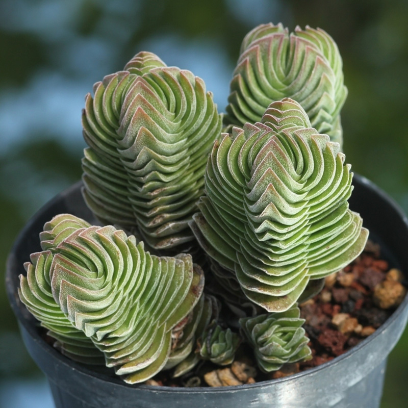 Crassula 