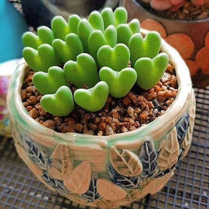 Conophytum bilobum |:  15 hermosas suculentas que parecen algo de otro planeta |  Zestradar