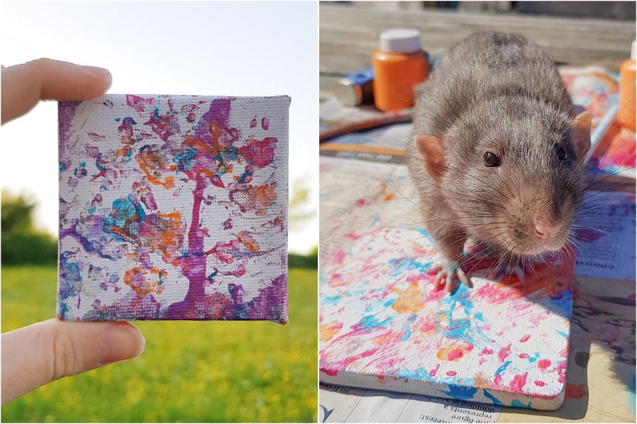 #4 |  Pequeños dibujos hechos por ratas te alegrarán el día  Zestradar