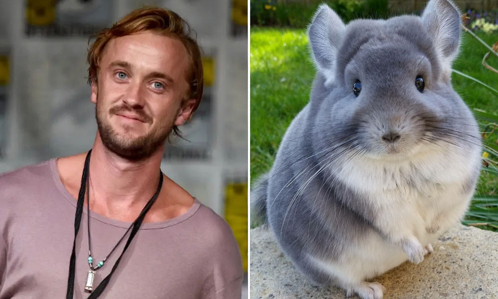 Tom Felton - Chinchilla |:  Kristen Stewart - El lobo |  10 celebridades con mascotas realmente extrañas |  Zestradar