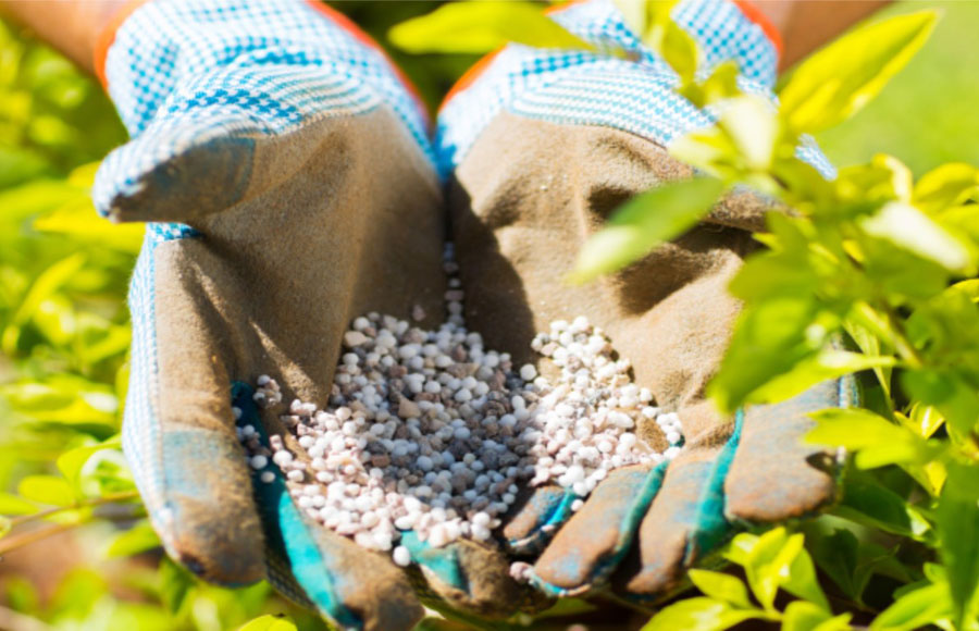 Cuidando |:  Cómo cultivar equinácea en casa |  Zestradar