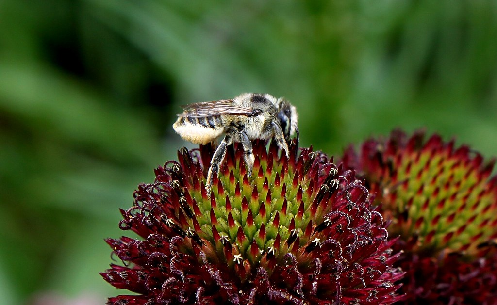 Insectos |:  Cómo cultivar equinácea en casa |  Zestradar