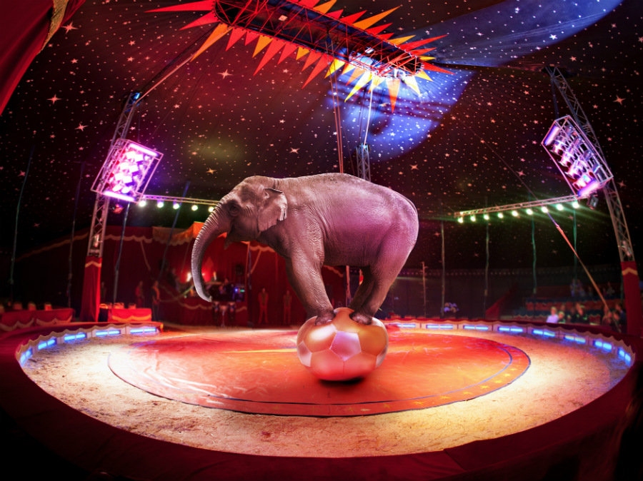 Circo alemán reemplaza animales reales con hologramas  Zest Radar: