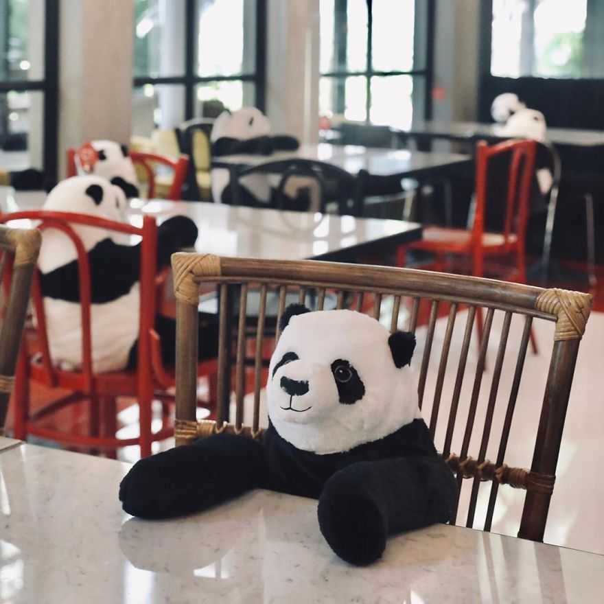 #1  Restaurante tailandés trae pandas a la mesa para promover el distanciamiento social |  Zestradar