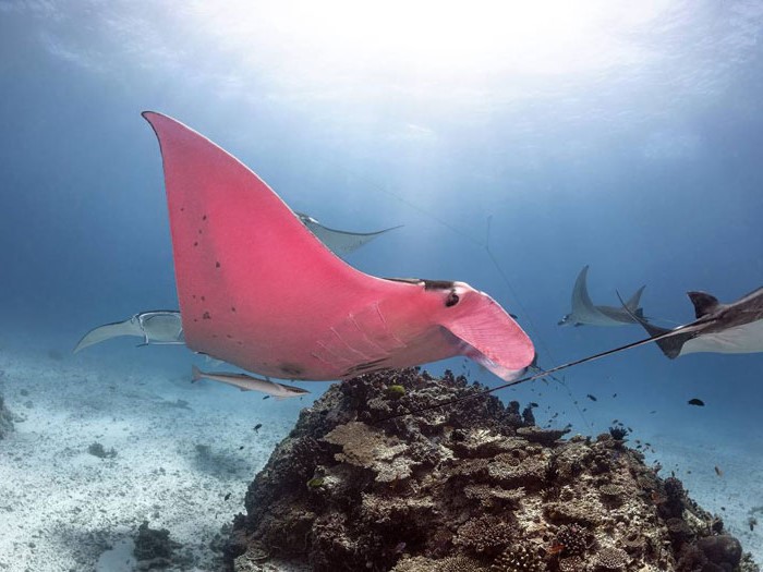 buzo australiano viene con una mantarraya rosa única #3 |  Zestradar