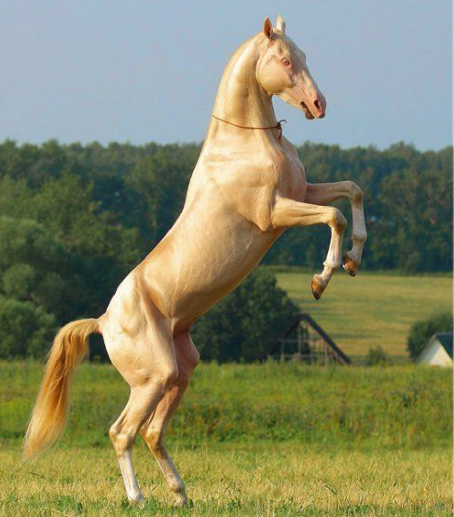¿Quieres ver el caballo más hermoso de la Tierra?  #2  Zestradar