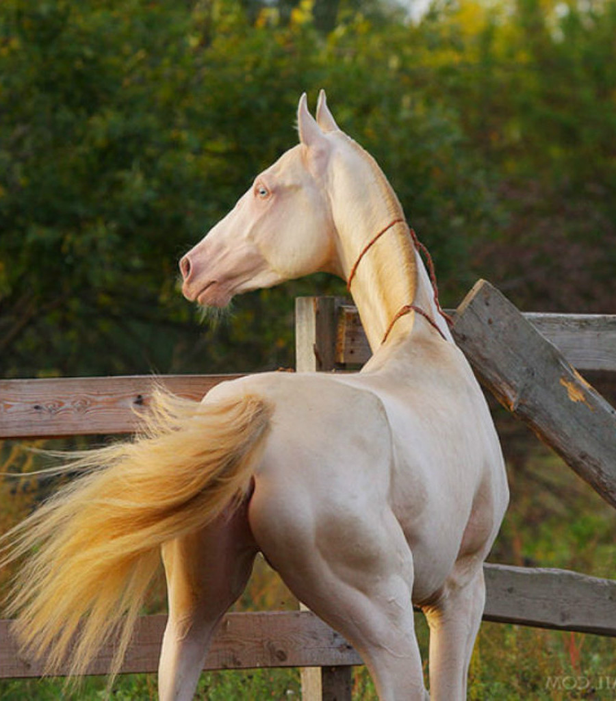 ¿Quieres ver el caballo más hermoso de la Tierra?  # 3 |  Zestradar