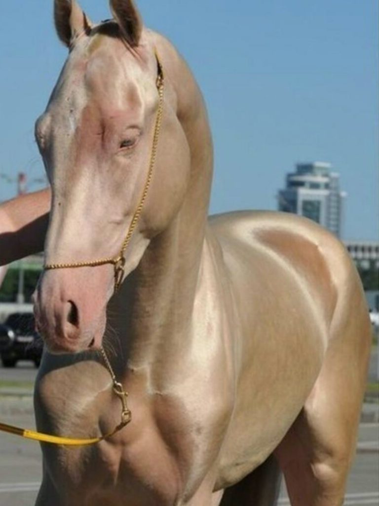 ¿Quieres ver el caballo más hermoso de la Tierra?  #4 |  Zestradar