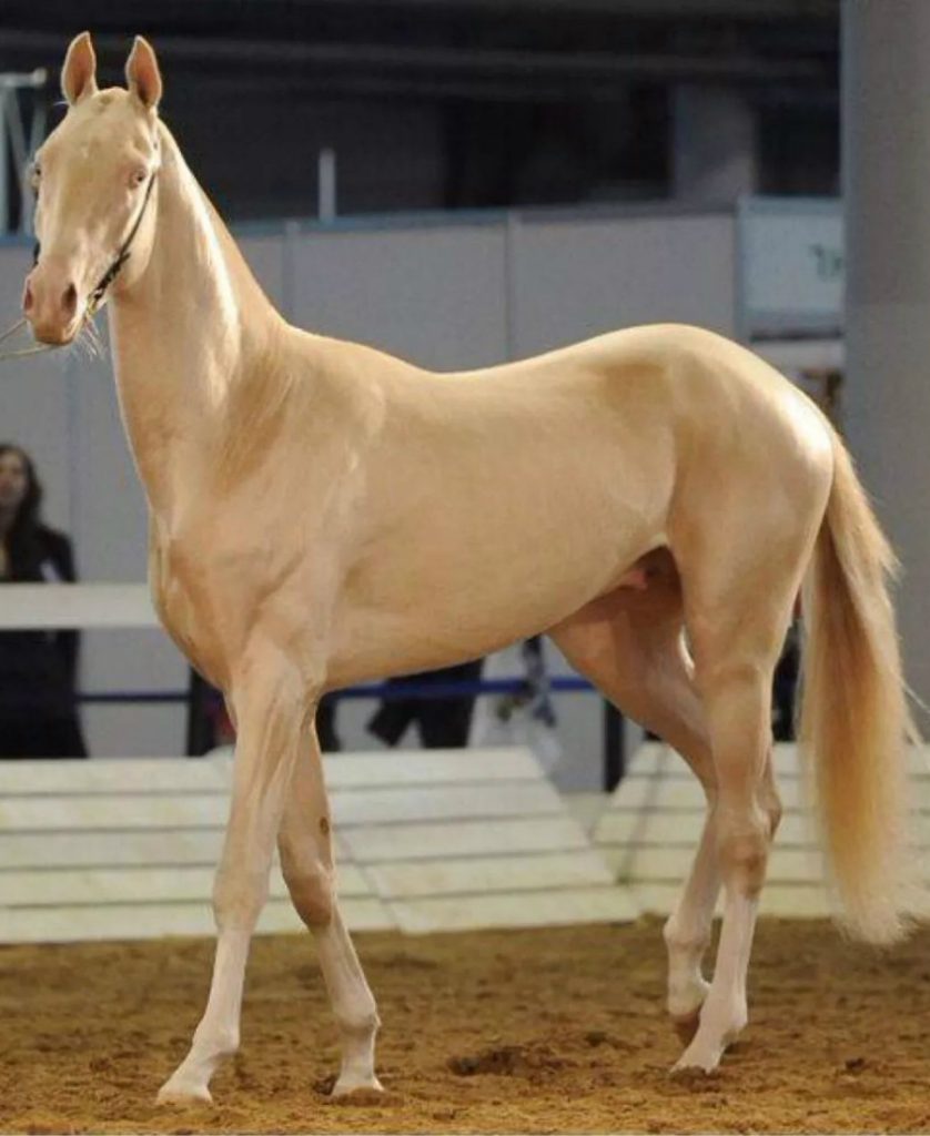 ¿Quieres ver el caballo más hermoso de la Tierra?  #6 |  Zestradar