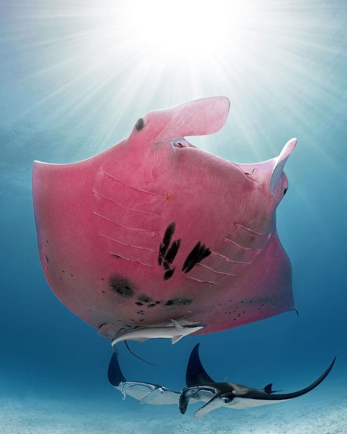 buzo australiano viene con una mantarraya rosa única #1 |  Zestradar