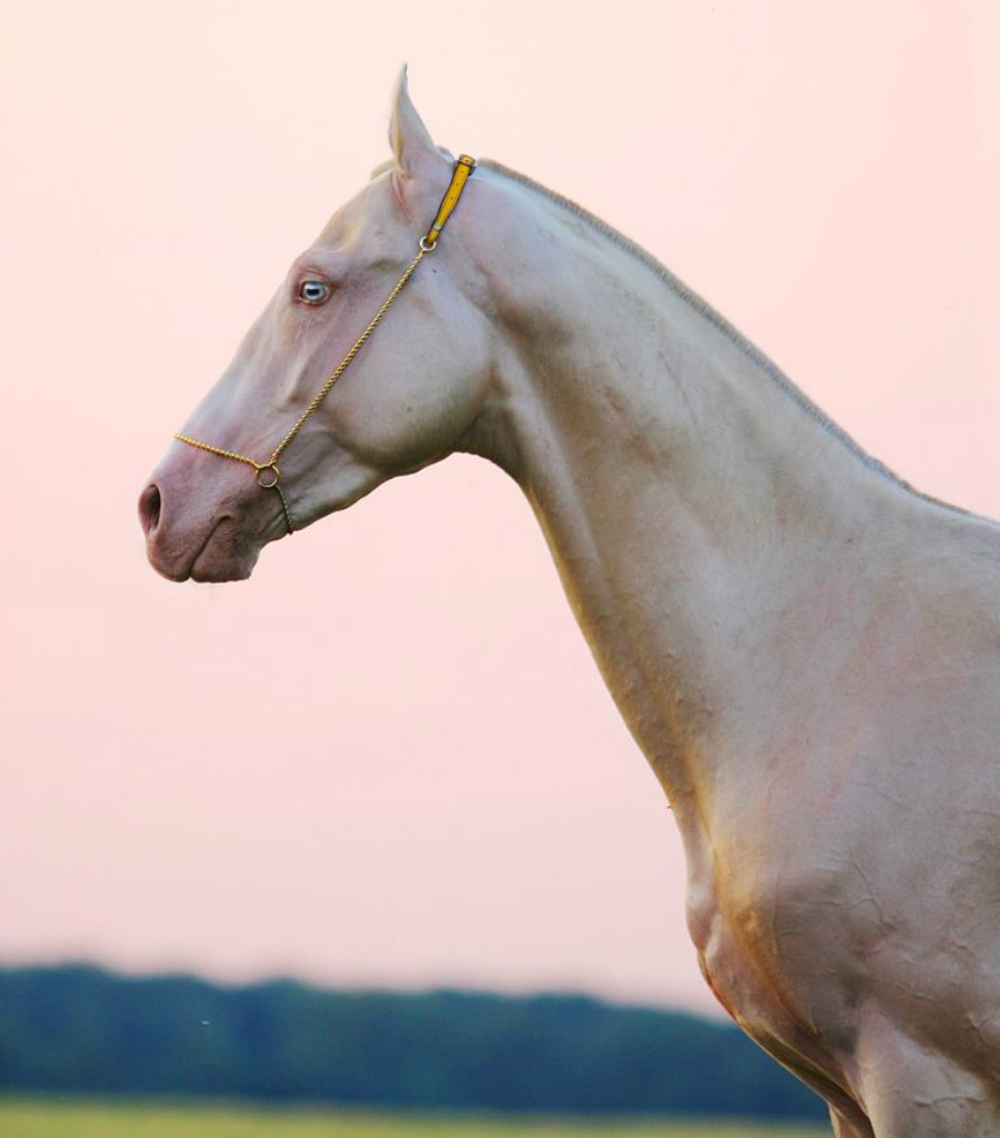 ¿Quieres ver el caballo más hermoso de la Tierra?  |:  Zestradar