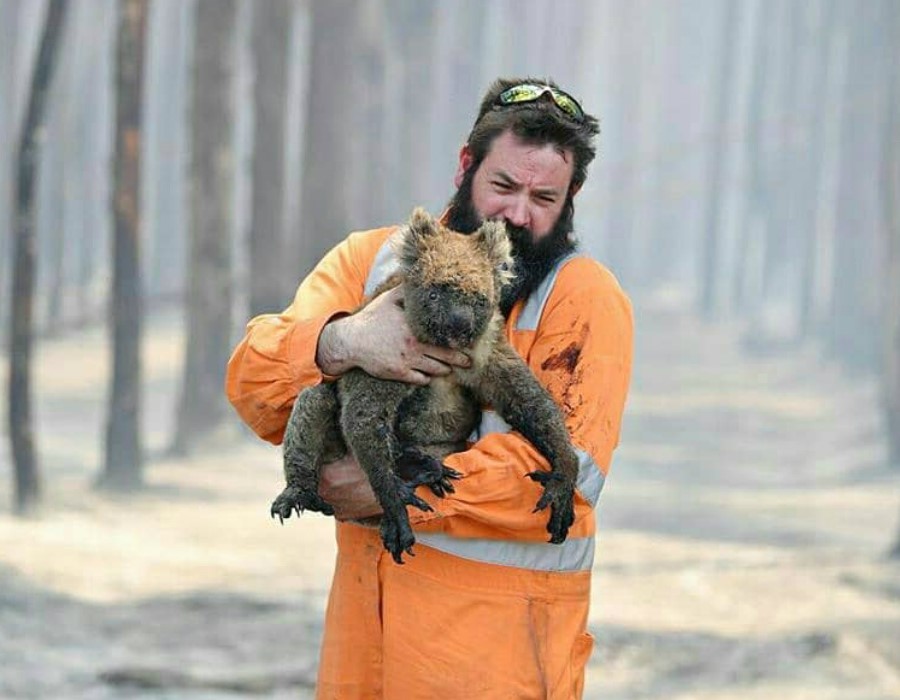 El bombero vino a ayudar.  15 sobrevivientes de incendios forestales en Australia que te derretirán el corazón |  Zestradar