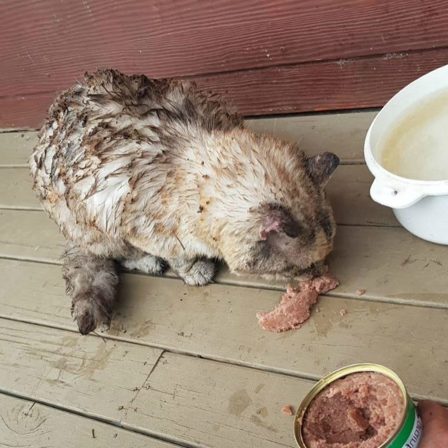 El gatito valiente |:  15 sobrevivientes de incendios forestales en Australia que te derretirán el corazón |  Zestradar