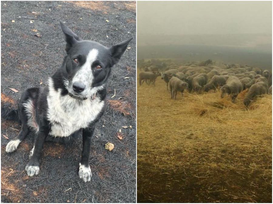 El perro salva al rebaño de ovejas.  15 sobrevivientes de incendios forestales en Australia que te derretirán el corazón |  Zestradar