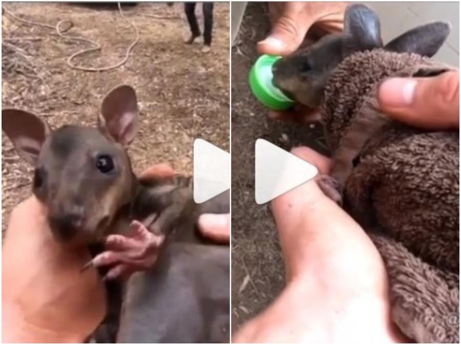 El bebé canguro se salva  15 sobrevivientes de incendios forestales en Australia que te derretirán el corazón |  Zestradar