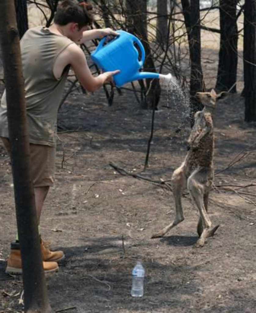 Canguro joven |:  15 sobrevivientes de incendios forestales en Australia que te derretirán el corazón |  Zestradar