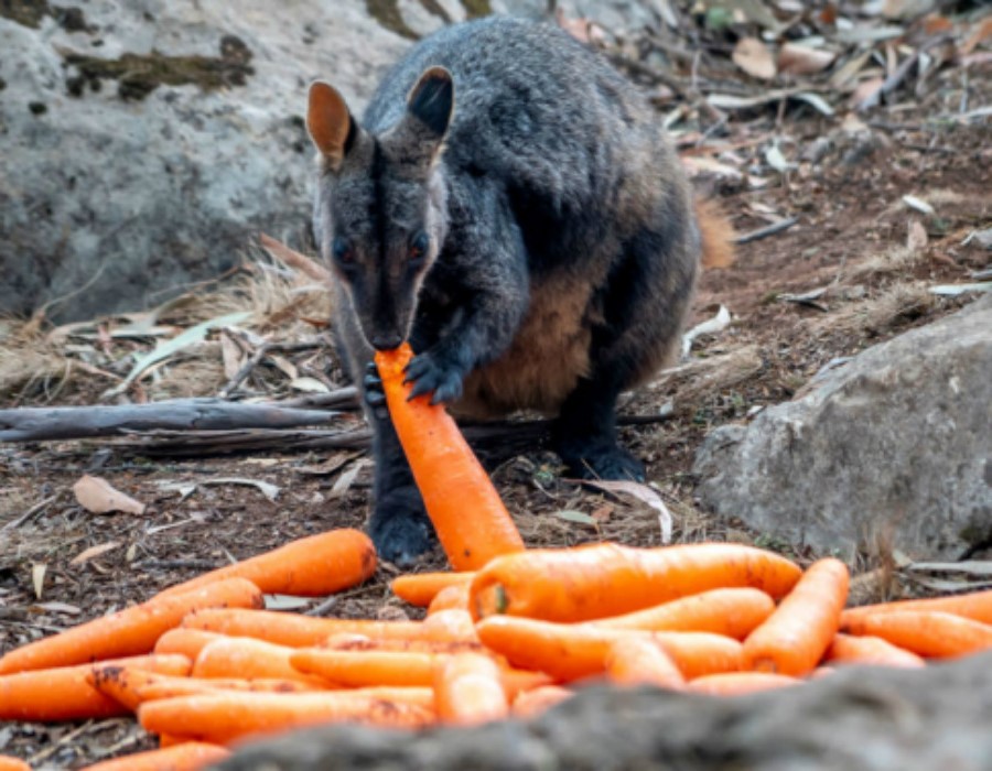 animales hambrientos |  15 sobrevivientes de incendios forestales en Australia que te derretirán el corazón |  Zestradar