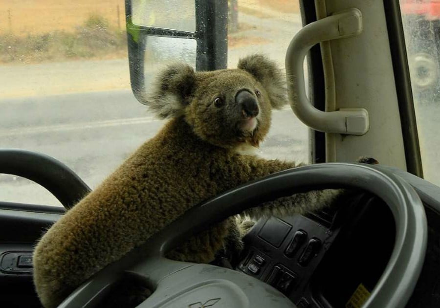Koala el burrito |:  15 sobrevivientes de incendios forestales en Australia que te derretirán el corazón |  Zestradar