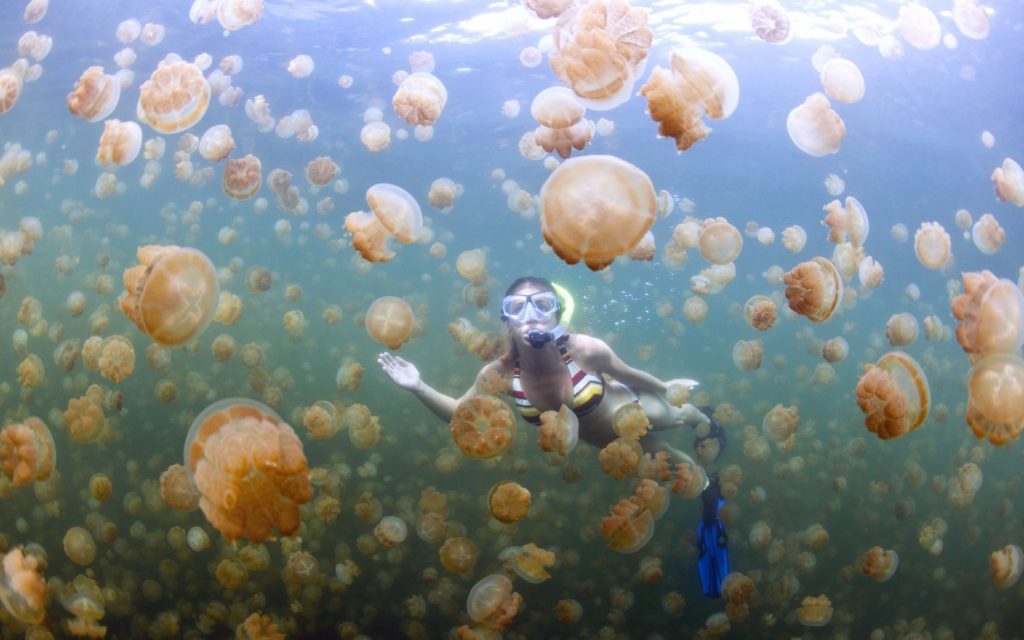 Lago de las medusas |:  15 de los lugares más extraños del mundo para visitar en 2020 |  Zest Radar: