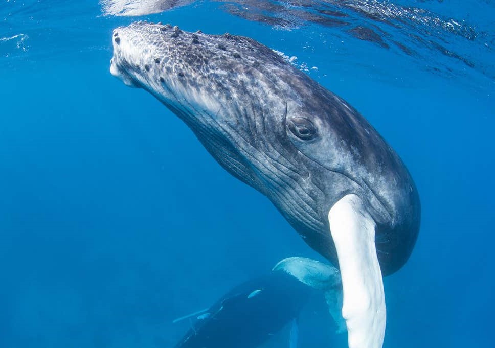 En la misma línea, el canto de la ballena viaja increíblemente lejos  Siete hechos sensacionales sobre la voz |  bayas de cerebro